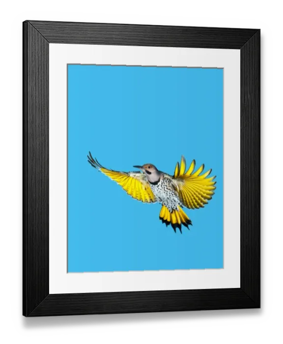 Framed Print : North America, USA, Minnesota, Northern Flicker Flying Framed Print : North America, USA, Minnesota, Northern Flicker Flying