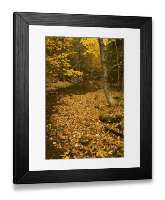 Framed Print : USA, Maine, Acadia National Park, Fall foliage along a stream Framed Print : USA, Maine, Acadia National Park, Fall foliage along a stream