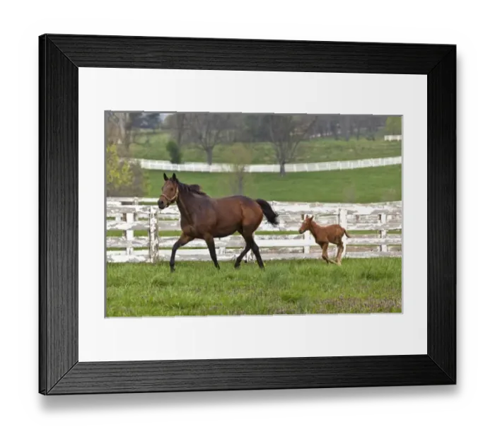 Framed Print : Female thoroughbred and foal, Donamire Horse Farm, Lexington, Kentucky Framed Print : Female thoroughbred and foal, Donamire Horse Farm, Lexington, Kentucky