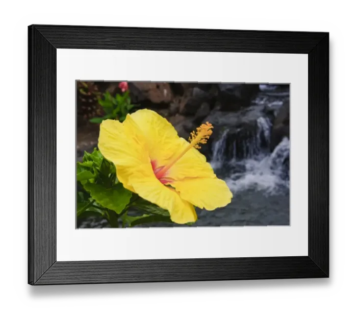 Framed Print : Big Island, Hawaii. Hibiscus flower the Big Island Hawaii Framed Print : Big Island, Hawaii. Hibiscus flower the Big Island Hawaii