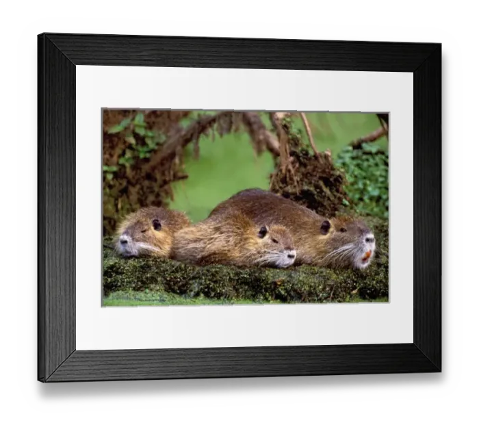 Framed Print : USA, North America, Louisiana Framed Print : USA, North America, Louisiana