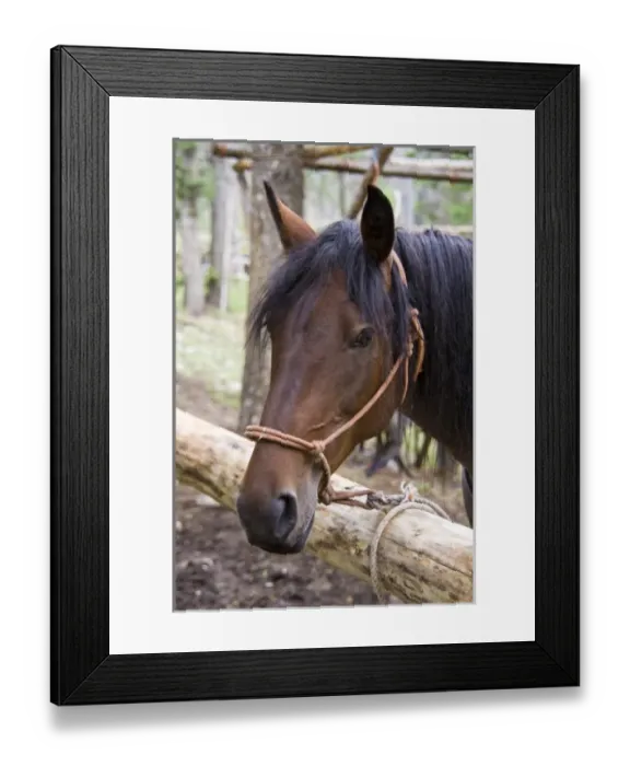 Framed Print : North America, USA, Montana, Rocky Mountains, Bob Marshall Wilderness, horse at corral Framed Print : North America, USA, Montana, Rocky Mountains, Bob Marshall Wilderness, horse at corral