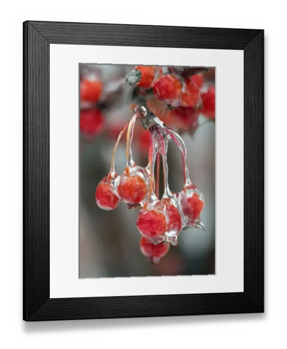 Framed Print : Berries in ice, Louisville, Kentucky Framed Print : Berries in ice, Louisville, Kentucky