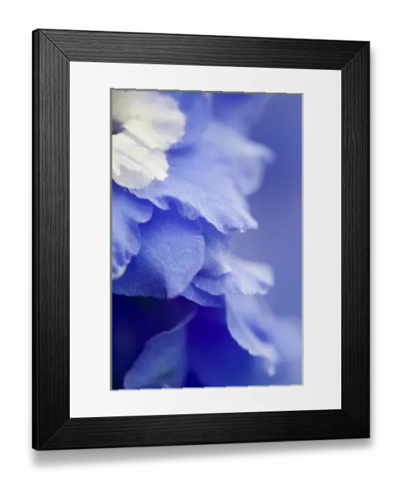 Framed Print : USA, Georgia, Pine Mountain. a closeup of a delphinium blossom