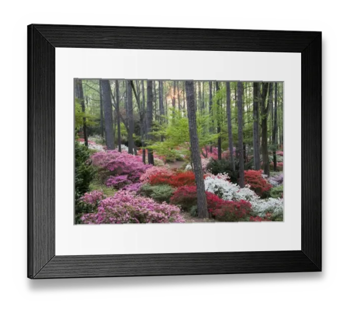 Framed Print : USA, North America, Georgia