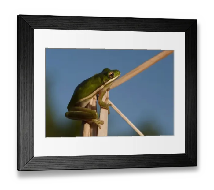 Framed Print : Green Tree Frog (Hyla cinerea) Little St Simons Island, Barrier Islands, Georgia, USA Framed Print : Green Tree Frog (Hyla cinerea) Little St Simons Island, Barrier Islands, Georgia, USA