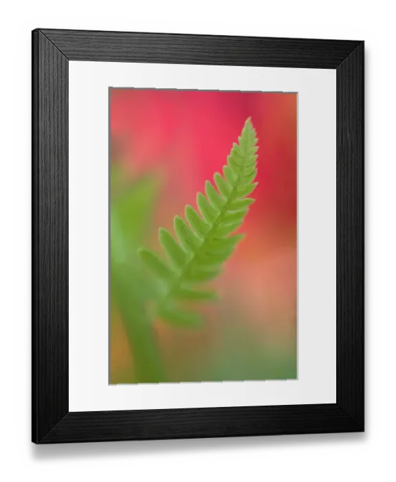 Framed Print : USA, Maine, Harpswell. Newly-emerged fern leaf