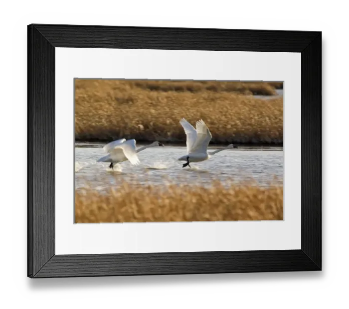 Framed Print : Tundra Swans prepare for flight at Freezeout Lake NWR in Montana Framed Print : Tundra Swans prepare for flight at Freezeout Lake NWR in Montana