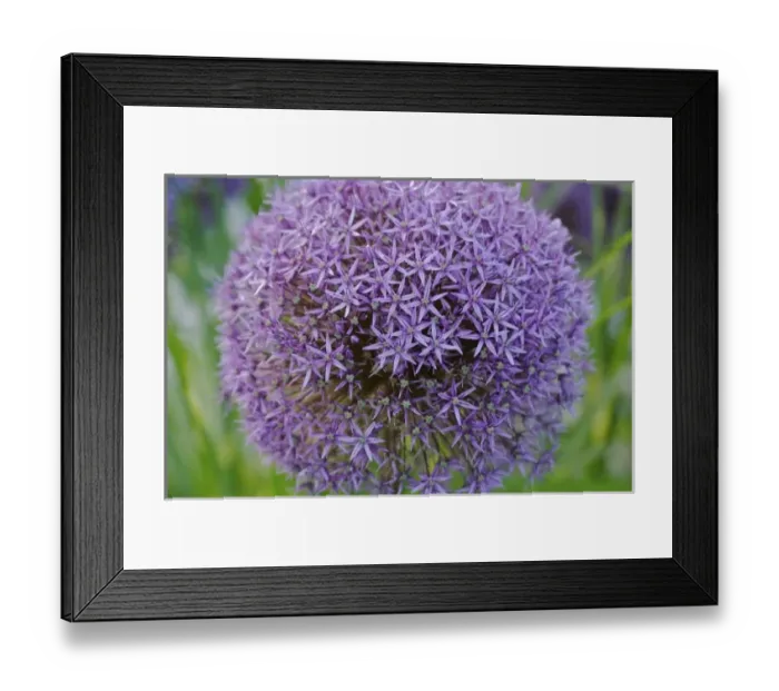 Framed Print : USA, Massachusetts, Shelburne Falls. The Bridge of Flowers Framed Print : USA, Massachusetts, Shelburne Falls. The Bridge of Flowers
