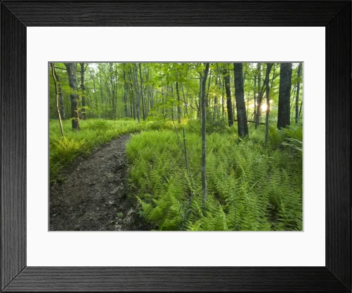 Framed Print : Ferns and a trail in Grafton, Massachusetts. Hassanamesitt Woods. Worceseter County Framed Print : Ferns and a trail in Grafton, Massachusetts. Hassanamesitt Woods. Worceseter County