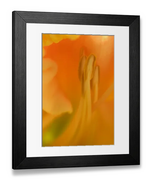 Framed Print : USA; Georgia; Close up of a daylily in a Savannah garden Framed Print : USA; Georgia; Close up of a daylily in a Savannah garden