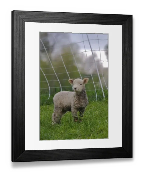 Framed Print : USA, North America, Massachusetts