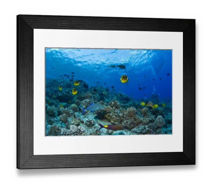 Framed Print : Molokini Crater (Bird Sanctuary), South Maui, Hawaii, USA Framed Print : Molokini Crater (Bird Sanctuary), South Maui, Hawaii, USA