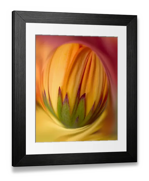 Framed Print : USA, Indiana, Carmel. Close-up of gerbera daisy bud. (Digitally Enhanced)