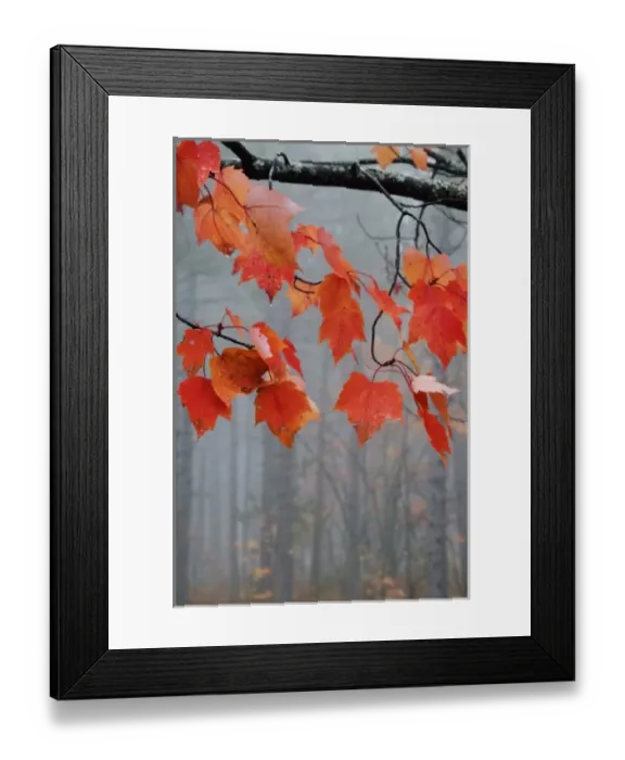 Framed Print : USA, Michigan, Upper Peninsula. Red maple leaves hang from limb in foggy forest