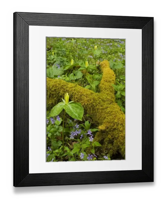 Framed Print : USA, North America, Georgia Framed Print : USA, North America, Georgia