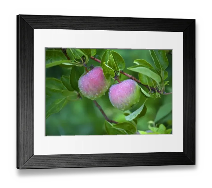Framed Print : USA, Maine, Harpswell. Close-up of dew-covered apples on tree