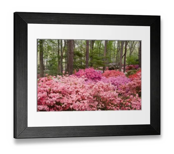 Framed Print : North America, USA, Georgia, Pine Mountain. A forest of azaleas and rhododendrons Framed Print : North America, USA, Georgia, Pine Mountain. A forest of azaleas and rhododendrons