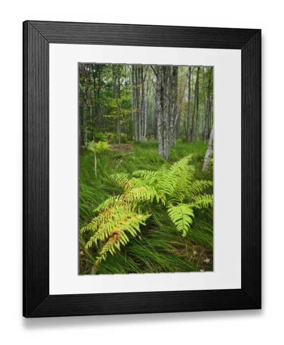 Framed Print : USA, North America, Maine Framed Print : USA, North America, Maine