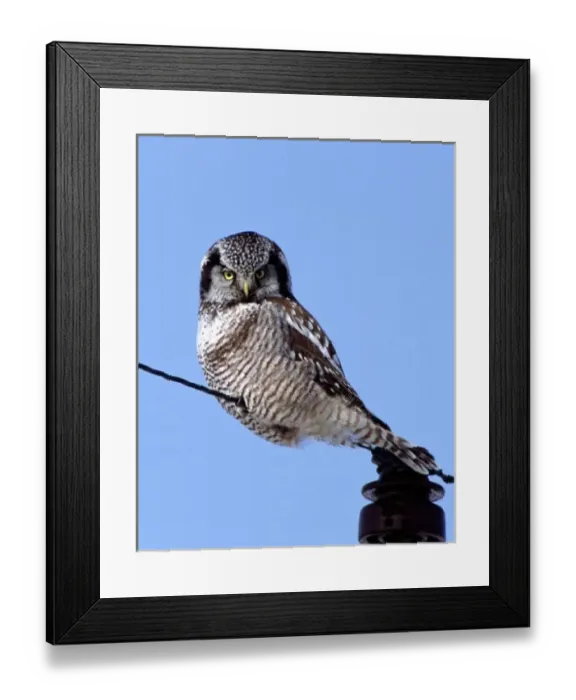 Framed Print : Northern Hawk Owl perched on a wire Framed Print : Northern Hawk Owl perched on a wire