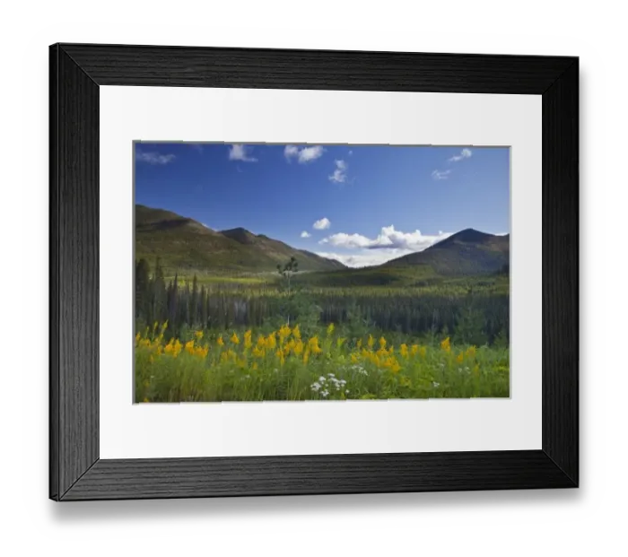 Framed Print : Missouri goldenrod frames the northern end of the Whitefish Range in the Koootenai National Forest