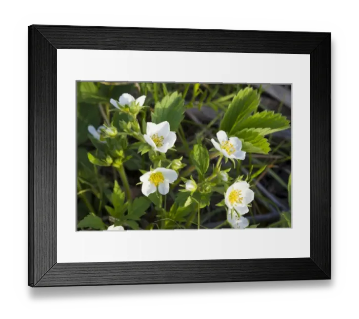 Framed Print : USA, North America, Illinois Framed Print : USA, North America, Illinois