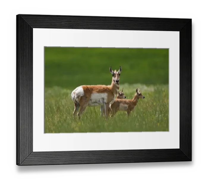 Framed Print : USA, North America, Montana