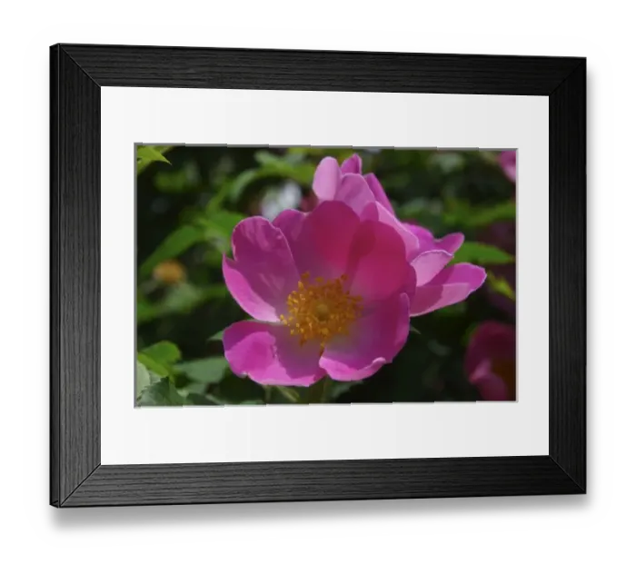 Framed Print : USA, Massachusetts, Boylston, Tower Hill Botanic Garden, close-up of pink paeonie Framed Print : USA, Massachusetts, Boylston, Tower Hill Botanic Garden, close-up of pink paeonie