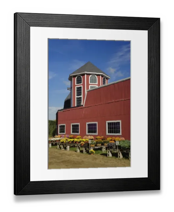 Framed Print : Mums and red barn near Concord, Massachusetts Framed Print : Mums and red barn near Concord, Massachusetts