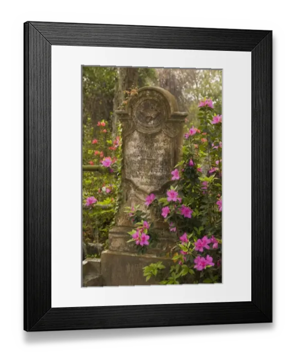 Framed Print : USA; Georgia; Savannah. Old tombstone with azaleas blooming in the spring at historic Framed Print : USA; Georgia; Savannah. Old tombstone with azaleas blooming in the spring at historic