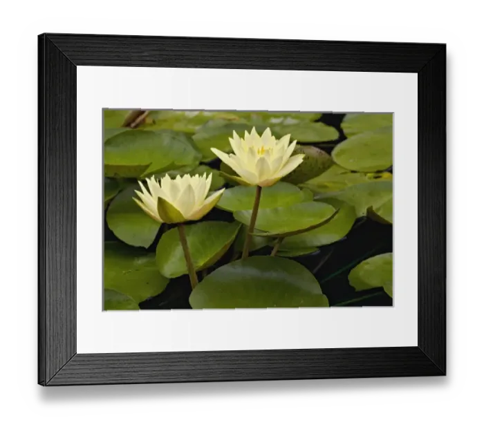 Framed Print : Hybrid water lilies, White River Gardens State Park, Indianapolis, Indiana