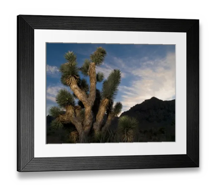Framed Print : Joshua Tree in Red Rock Canyon Conservation Area, Nevada; sunset
