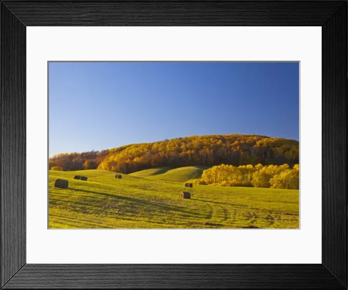 Framed Print : Hay bales in rolling hills in Maplewood State Park near Pelican Rapids, Minnesota, USA Framed Print : Hay bales in rolling hills in Maplewood State Park near Pelican Rapids, Minnesota, USA