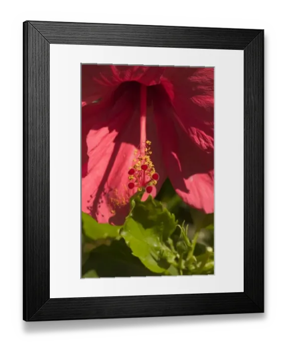 Framed Print : USA, Hawaii, Kauai, pink Hybiscus flower. (RF) Framed Print : USA, Hawaii, Kauai, pink Hybiscus flower. (RF)