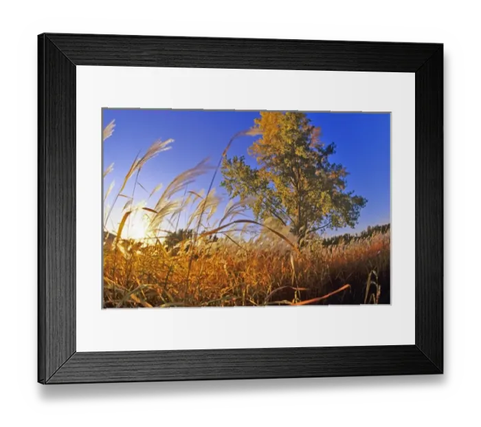 Framed Print : Tallgrass prairie near Brainerd Minnesota