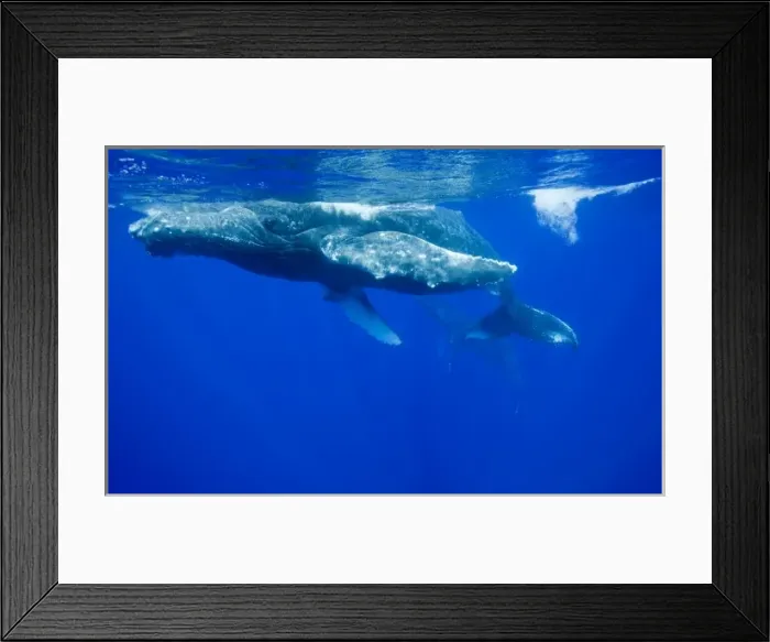Framed Print : USA, Hawaii, Big Island, Underwater view of Humpback Whale (Megaptera novaengliae)