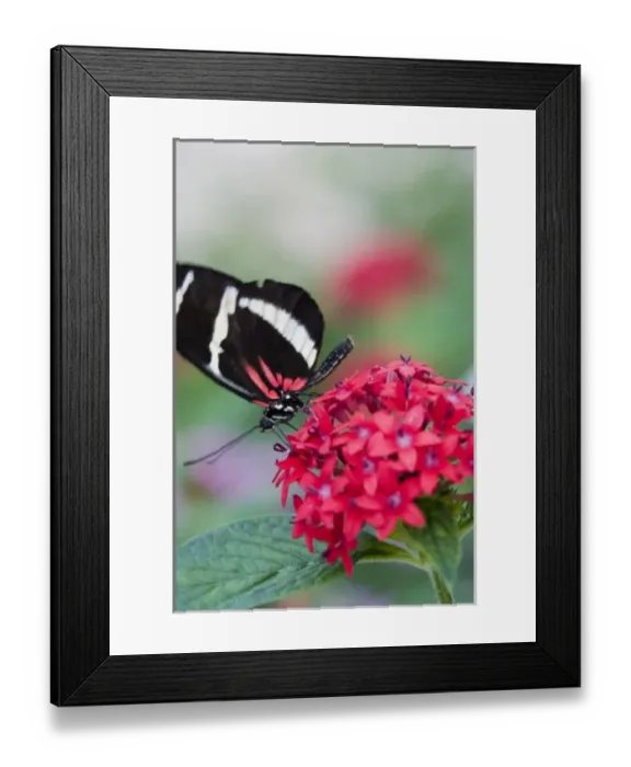 Framed Print : USA, Georgia, Pine Mountain. Pink Cattle Heart butterfly Framed Print : USA, Georgia, Pine Mountain. Pink Cattle Heart butterfly