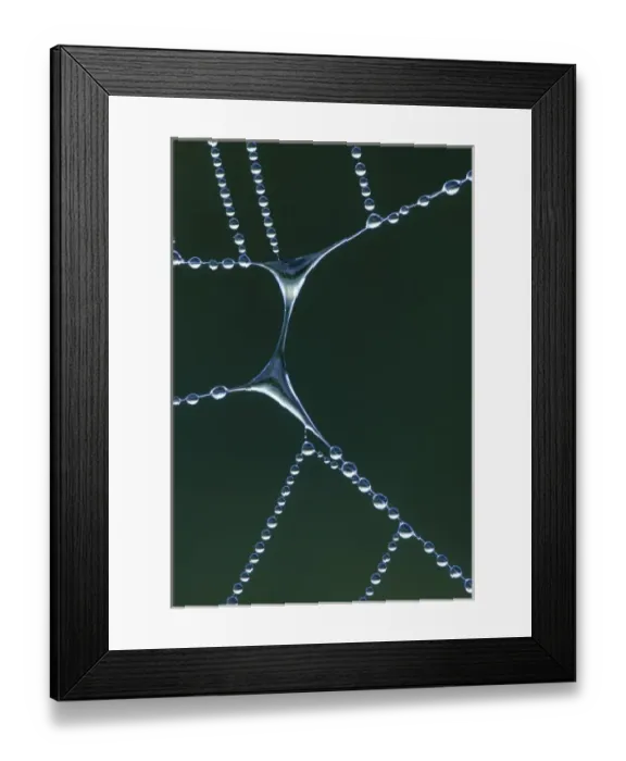 Framed Print : USA, Michigan. Dewy web section with water span