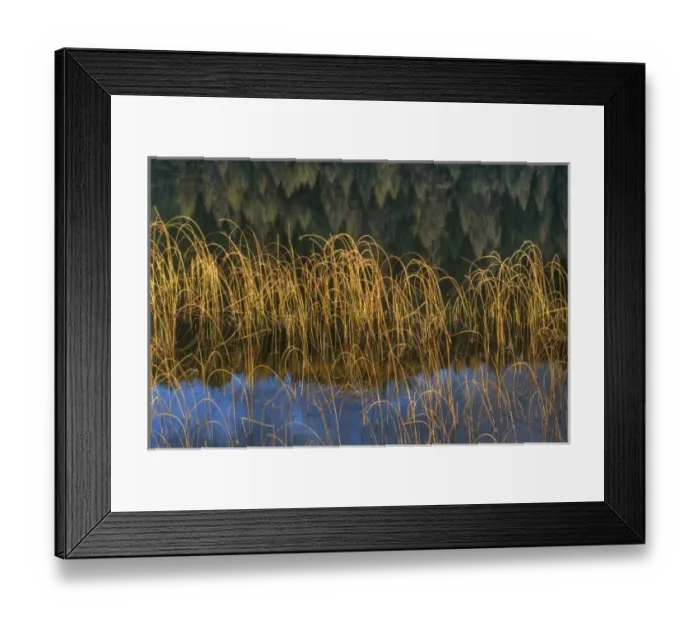 Framed Print : Cattail Reeds in days last light with tamarack reflection on Spencer Lake near Whitefish