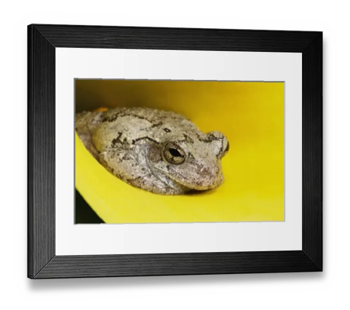 Framed Print : USA, North America, Kentucky