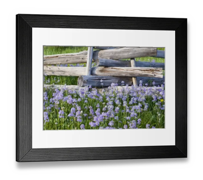 Framed Print : Meadow of penstemon wildflowers and cross stitch fence in the Sawtooth National Forest Framed Print : Meadow of penstemon wildflowers and cross stitch fence in the Sawtooth National Forest