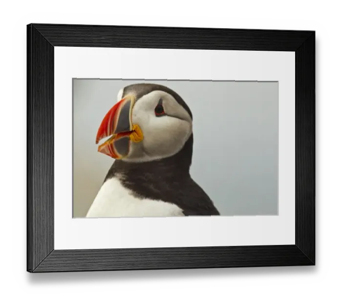Framed Print : Atlantic Puffins on Machias Seal Island off the coast of Cutler, Maine, USA Framed Print : Atlantic Puffins on Machias Seal Island off the coast of Cutler, Maine, USA