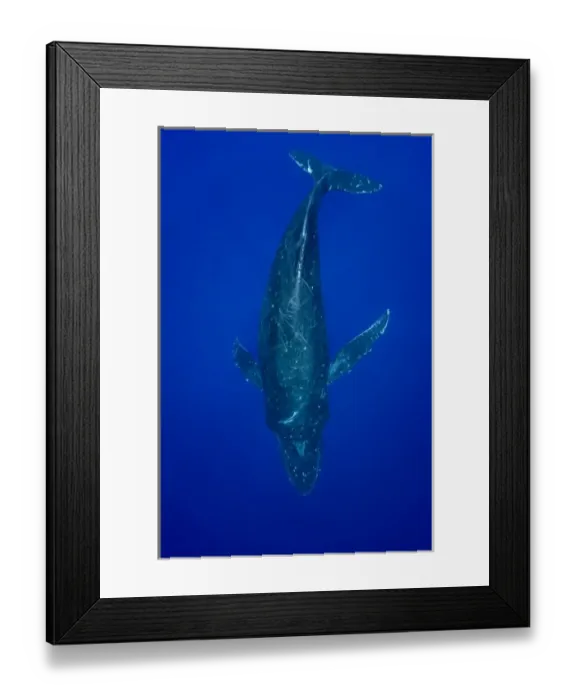 Framed Print : USA, Hawaii, Big Island, Underwater view of Humpback Whale (Megaptera novaengliae) Framed Print : USA, Hawaii, Big Island, Underwater view of Humpback Whale (Megaptera novaengliae)