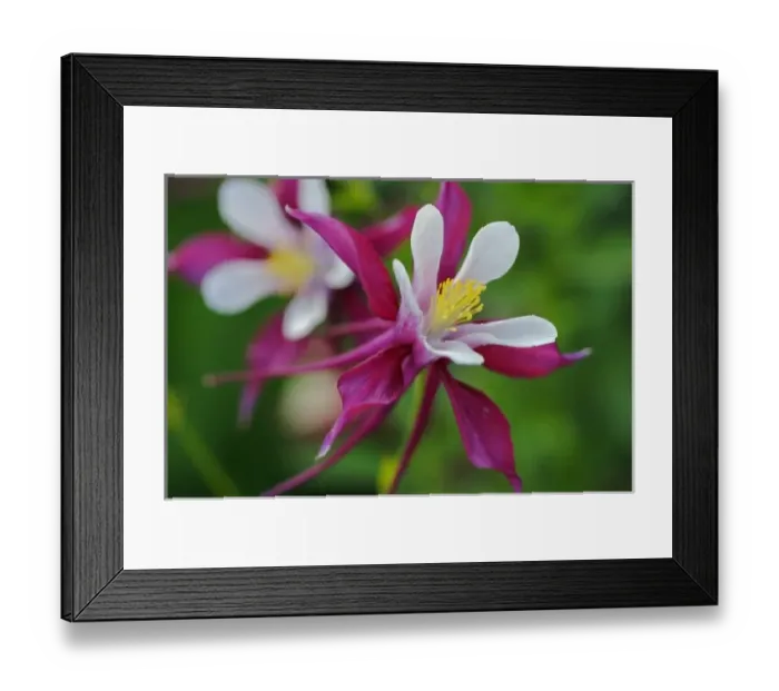 Framed Print : USA, Massachusetts, Shelburne Falls. Flowers on Shelburnes Bridge of Flowers