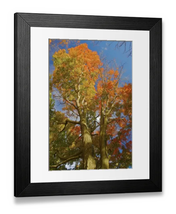 Framed Print : North America, USA, Massachusetts, Shelburne. Bright autumn foliage against the blue sky