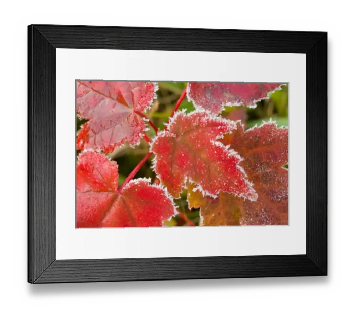 Framed Print : Frost crystals outlines maple leaves at the Benjamin Farm in Scarborough, Maine Framed Print : Frost crystals outlines maple leaves at the Benjamin Farm in Scarborough, Maine