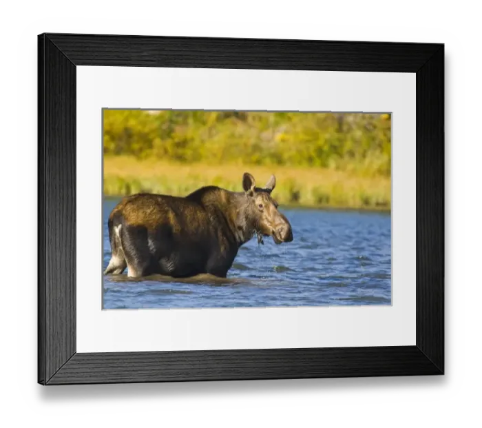 Framed Print : USA, North America, Montana Framed Print : USA, North America, Montana