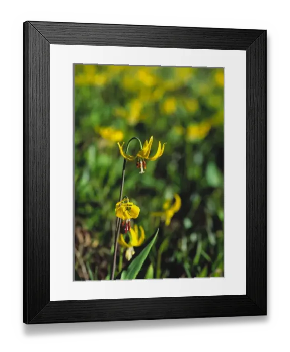 Framed Print : USA, North America, Montana Framed Print : USA, North America, Montana
