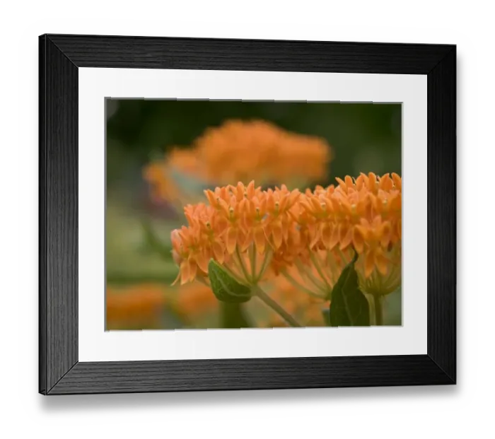 Framed Print : Prairie, Central Minnesota Framed Print : Prairie, Central Minnesota