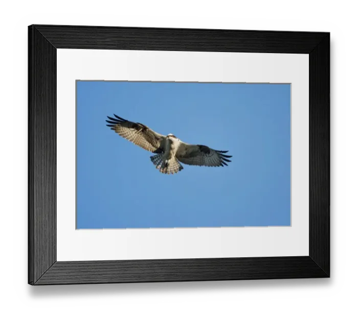 Framed Print : USA, Maine, Acadia National Park, Peregrine Falcon (Falco peregrinus) hovering in